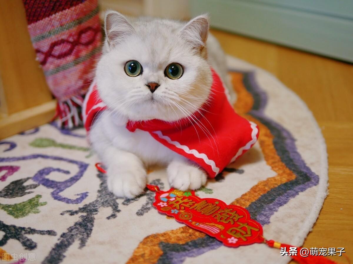 银渐层猫一般市场价多少(银渐层猫多少钱)