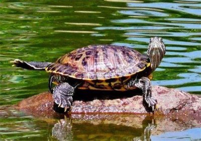 ​巴西龟可以吃吗?巴西龟认识主人吗?