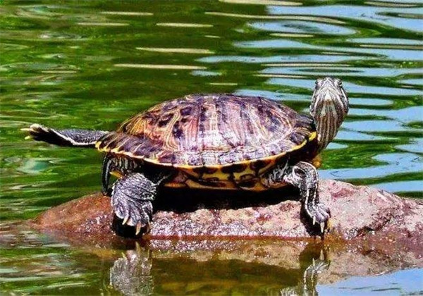 巴西龟可以吃吗?巴西龟认识主人吗?