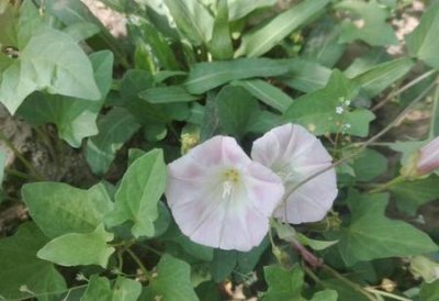 ​野生打碗花图片