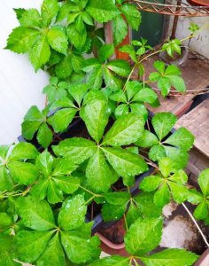 ​别人对我好心里过意不去(总觉得别人不好是不是心理病)