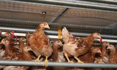 ​养鸡鸭鹅哪个利润高风险小(养殖鸡鸭鹅哪种风险小利润大)