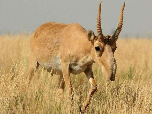 铃木羚羊怎么样(羚羊怎么样看才是真)-第1张图片-