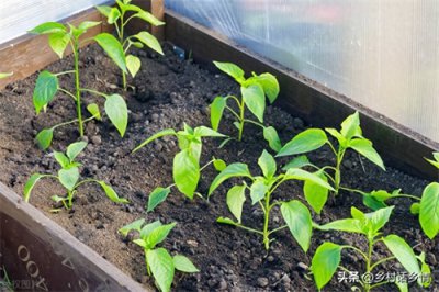 ​茄子的株距和行距是多少(种植茄子的株距和行距是多少)