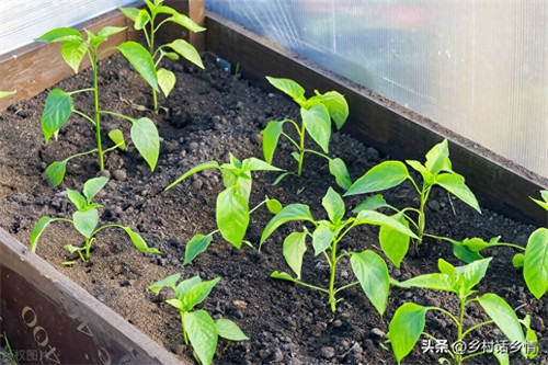 茄子的株距和行距是多少(种植茄子的株距和行距是多少)