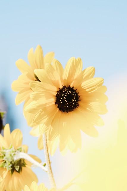 生如夏花寓意好吗(生如夏花比喻什么人)