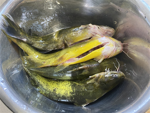 黄骨鱼怎么处理才干净(黄骨鱼的处理方法)