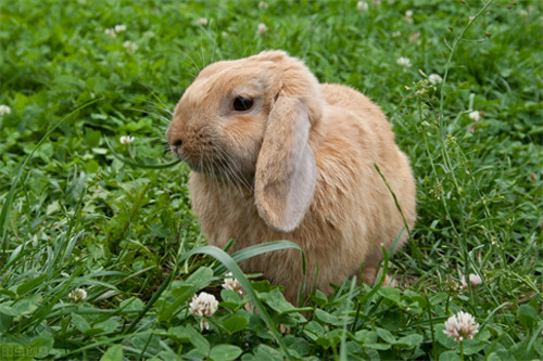 兔子能吃黄瓜吗(兔子喂什么食物好)