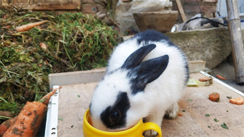 兔子能吃黄瓜吗(兔子喂什么食物好)