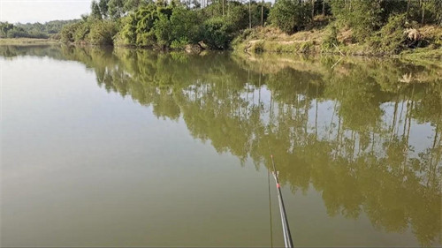 鲤鱼什么时候开始产卵(鲤鱼产卵的季节是什么时候)