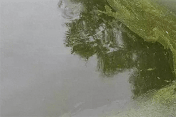 鱼塘水变绿怎么处理(鱼塘绿藻太多怎么处理方法)