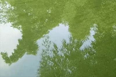 ​鱼塘水变绿怎么处理(鱼塘绿藻太多怎么处理方法)