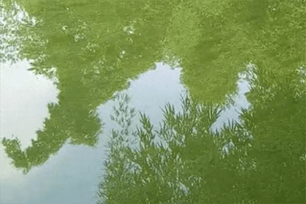 鱼塘水变绿怎么处理(鱼塘绿藻太多怎么处理方法)