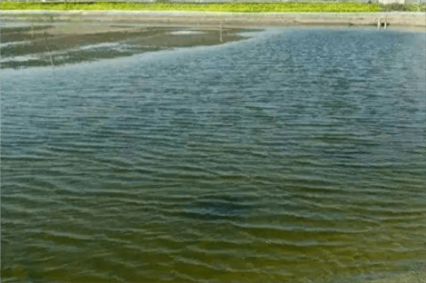 鱼塘水变绿怎么处理(鱼塘绿藻太多怎么处理方法)