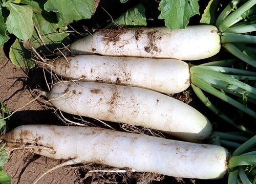 萝卜种子什么时候播种（萝卜几月种植最好）