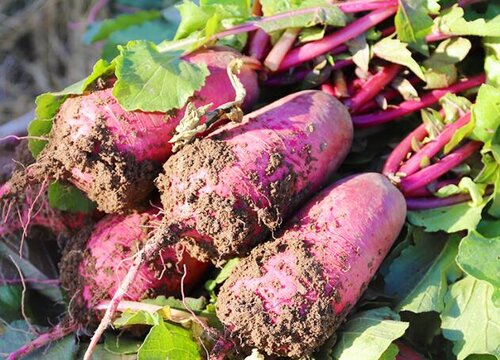 萝卜种子什么时候播种（萝卜几月种植最好）