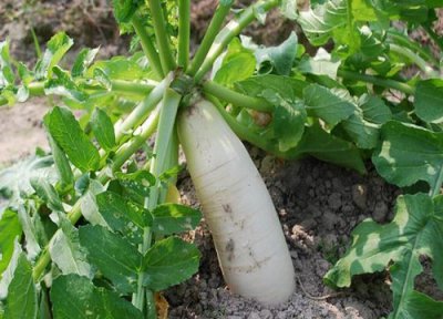 ​萝卜种子什么时候播种（萝卜几月种植最好）