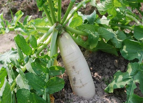 萝卜种子什么时候播种（萝卜几月种植最好）