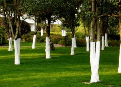 ​树涂上白色的是什么作用（树涂白的是什么东西图片）