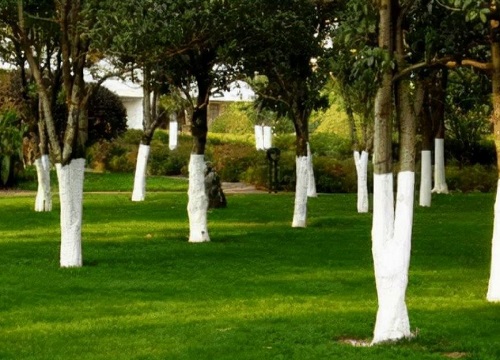 树涂上白色的是什么作用（树涂白的是什么东西图片）