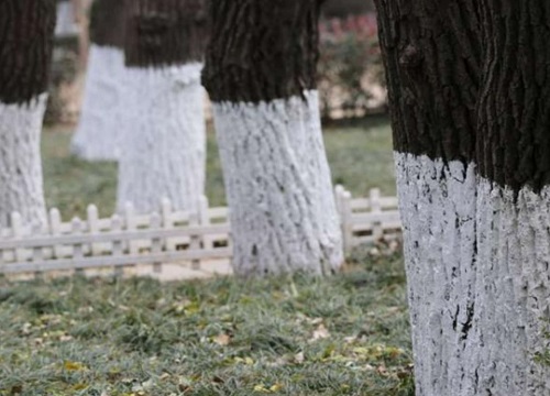 树涂上白色的是什么作用（树涂白的是什么东西图片）