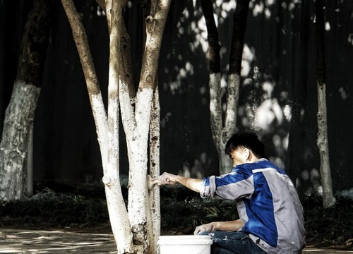 树涂上白色的是什么作用（树涂白的是什么东西图片）