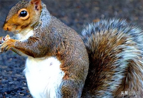 尾巴的作用动物尾巴的作用(动物尾巴功能大全)