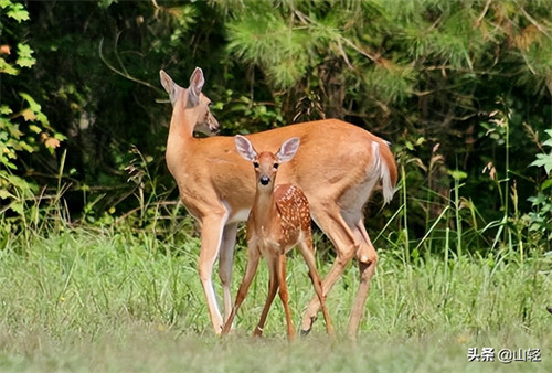 尾巴的作用动物尾巴的作用(动物尾巴功能大全)