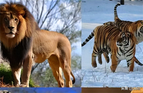 尾巴的作用动物尾巴的作用(动物尾巴功能大全)