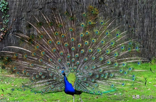 尾巴的作用动物尾巴的作用(动物尾巴功能大全)