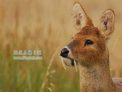 ​吸血鬼鹿是什么 吸血鬼鹿罕见不吸血