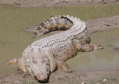 ​湾鳄是世界上最大的鳄鱼吗？ 鳄鱼排行榜