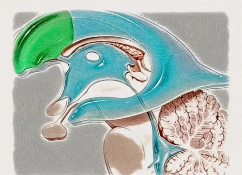 侧脑室前角和后角_侧脑室前角宽度正常值-第1张图片-