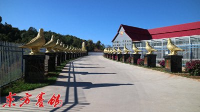 ​太阳鸟秋棚决赛前四名鸽友蓝天圆梦写春秋