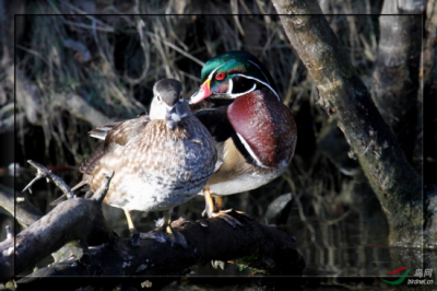 ​禄合鸳鸯格是什么意思
