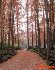 ​杉树都有什么种类？为什么叫杉树？