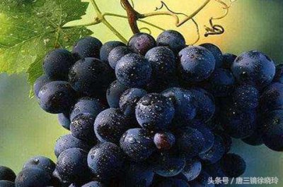 ​自己酿的葡萄酒多长时间过期了，自己酿制的葡萄酒多长时间能喝