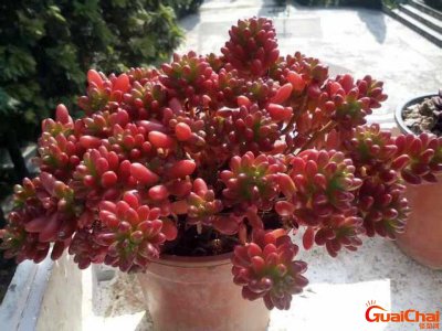 ​虹之玉夏天怎么养护？虹之玉的扦插方法