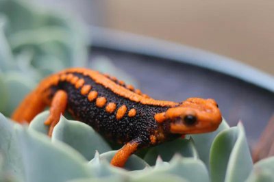 ​鬼吹灯里的霸王蝾螈