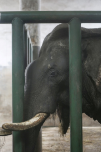 ​长沙动物园大象踩死人事件：官方称疑似56岁雄象发情导致悲剧；动保人士呼吁取