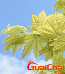 ​曳的拼音 曳是什么意思？