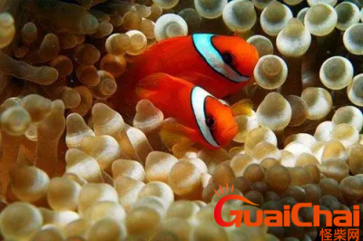 ​小丑鱼是如何生活的？小丑鱼生活习性是什么？
