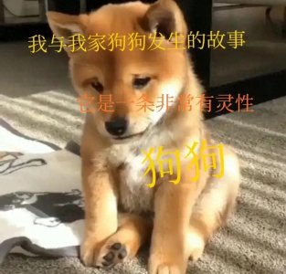 ​我与我家狗狗日久生情的故事，让我含泪写完