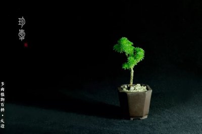 ​球松-不一样的美！诗一样的完美意境！