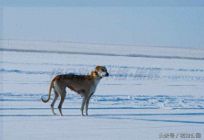 ​中华名犬-蒙古细犬