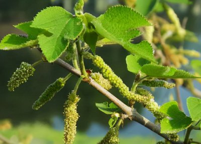 ​构树穗的功效与作用禁忌 臭名昭著的构树，如今却成部分农民的“摇钱树”，构树