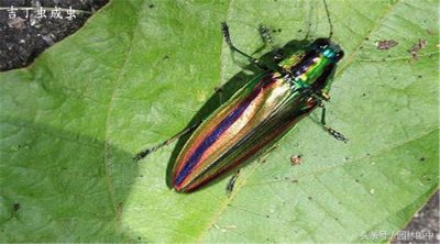 ​蛀干害虫-吉丁虫的发生特点及防治方法