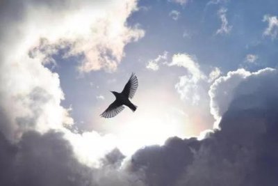 ​小鸟为什么会飞简单的答案（为什么鸟儿可以飞翔？“羽毛”为什么超“耐撕”？