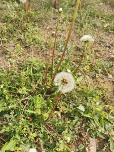 ​小满的寓意是什么意思（何为“小满”？蕴含哪些寓意，人生道理？）