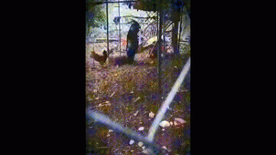 ​山羊人真的存在吗科学家来解释（日本黑羊学人类走路！羊为何会直立行走？)